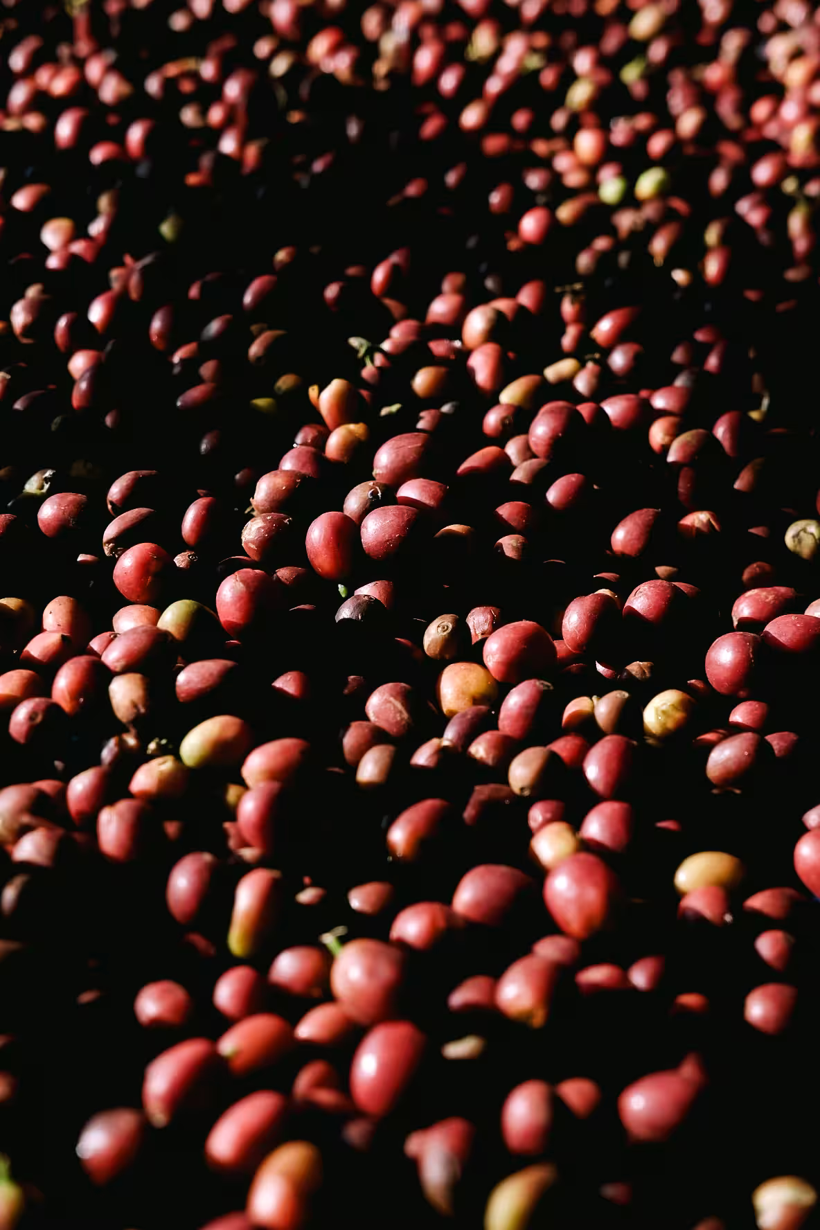 Swargi Roasters Partnership