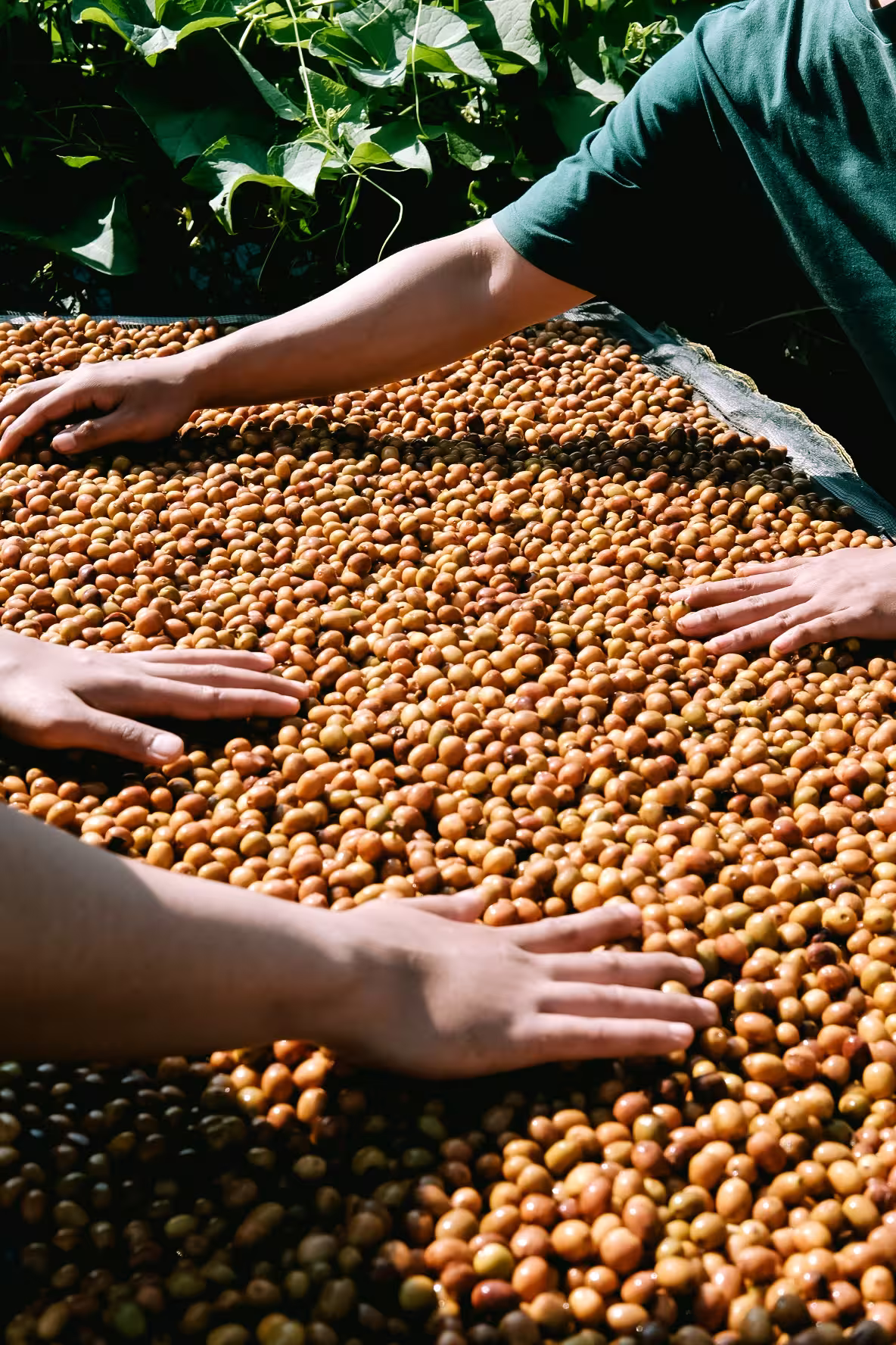 Swargi Roasters Coffee Process