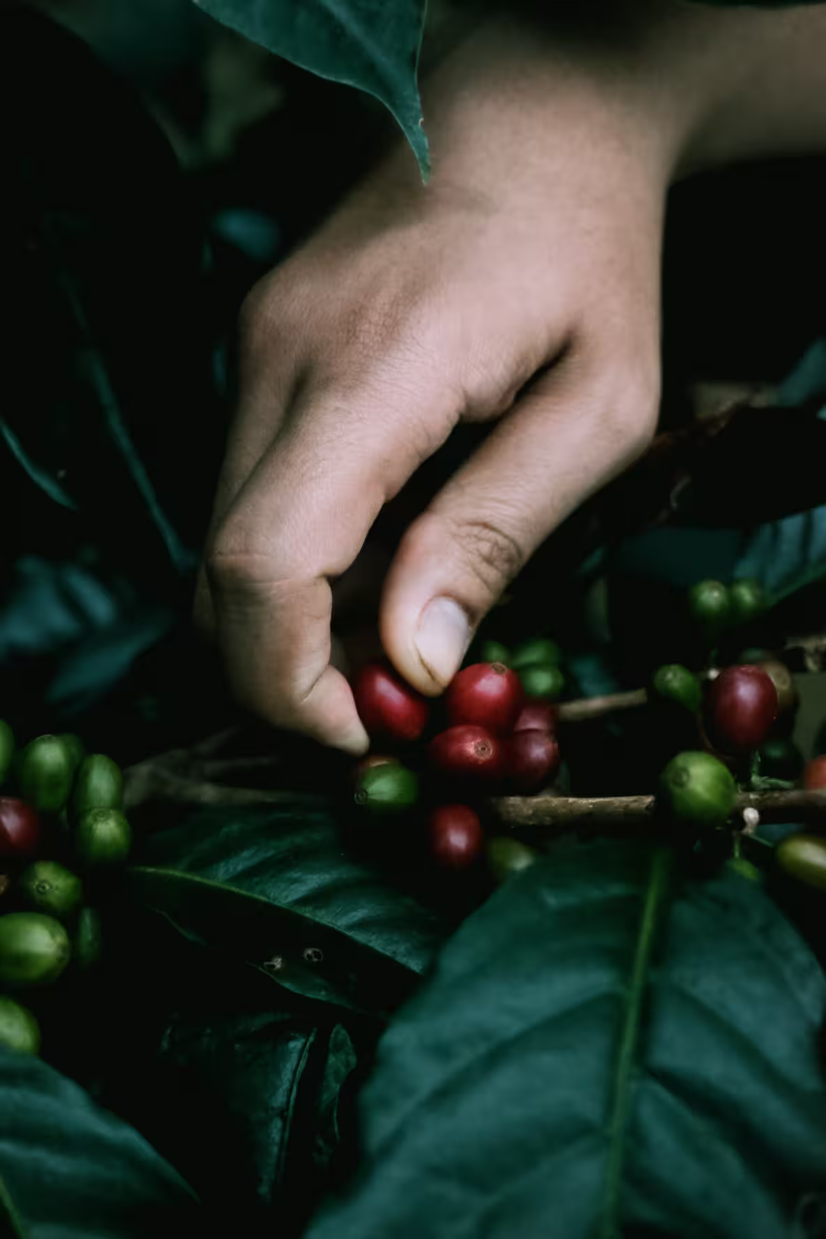 Swargi Roasters Farmers